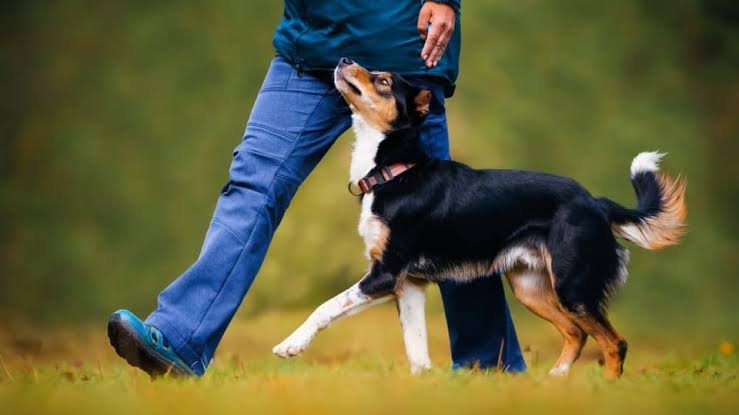 Why Dog Training Experts Deliver Better Results